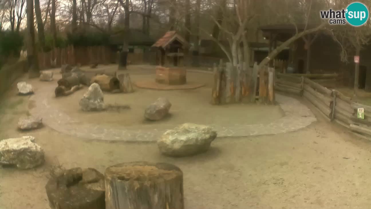 Zoo Zagreb – Cebus apella