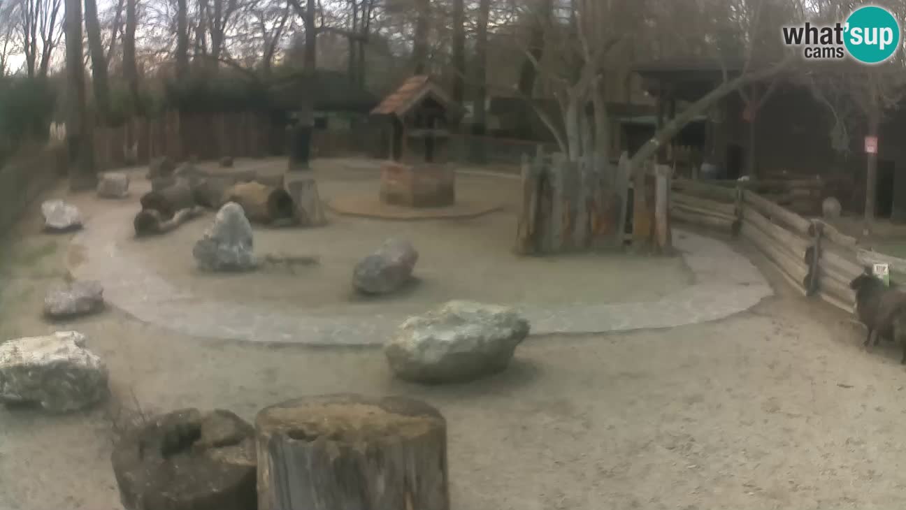 Zoo Zagreb – Cebo dai cornetti