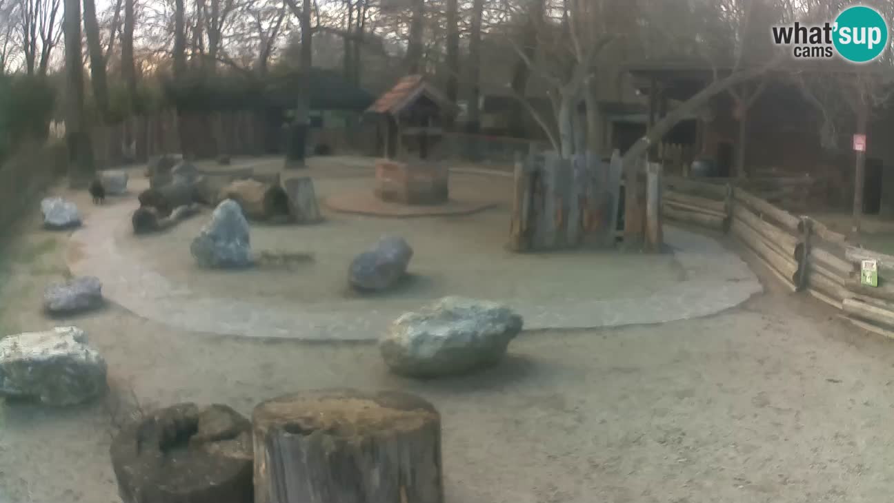 Zoo Zagreb – Cebus apella