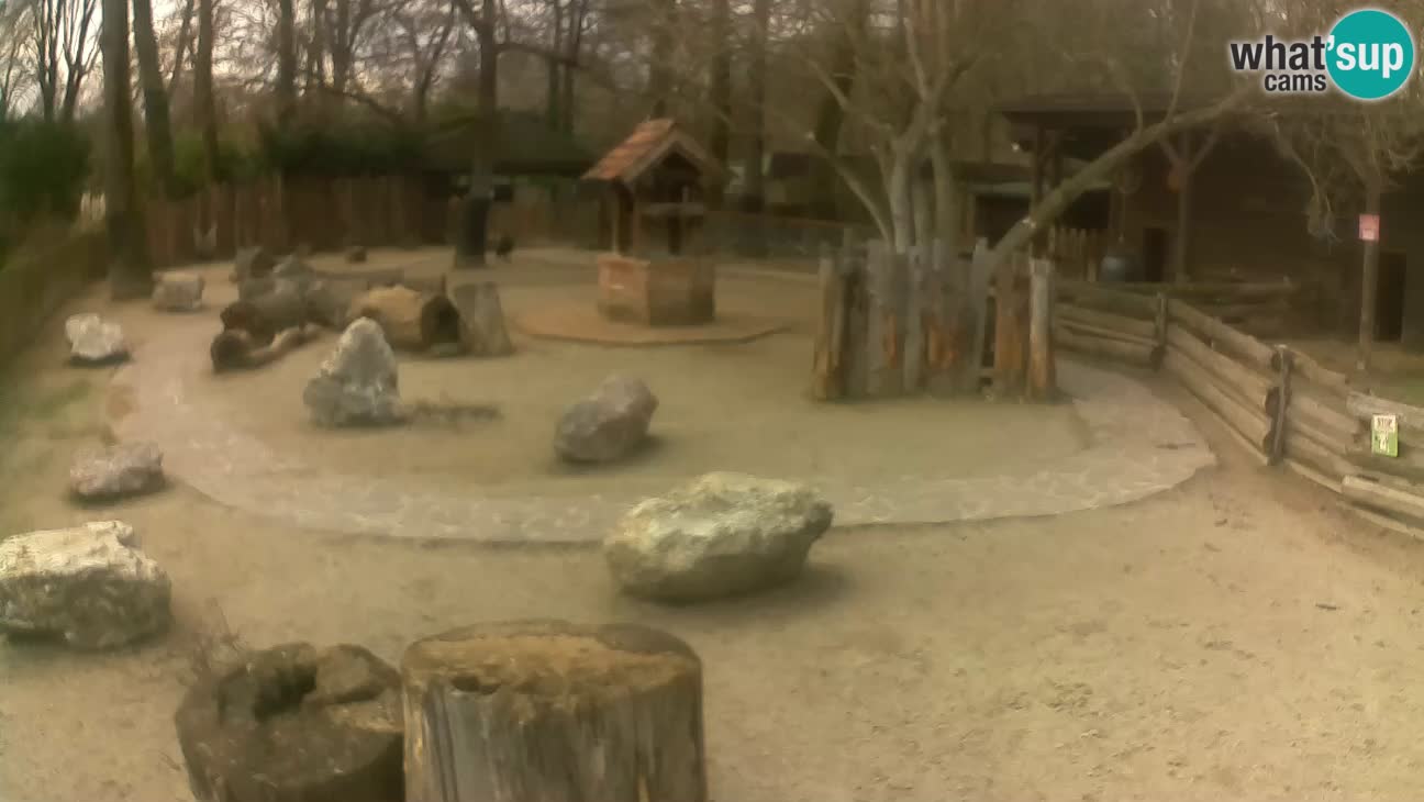 Zoo Zagreb – Cebo dai cornetti