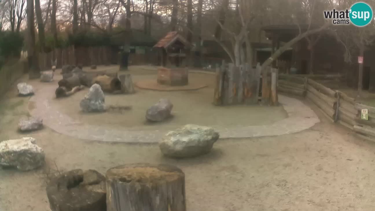 Zoo Zagreb – Haubenkapuziner