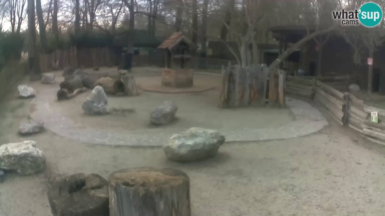 Zoo Zagreb – Rjava kapucinka