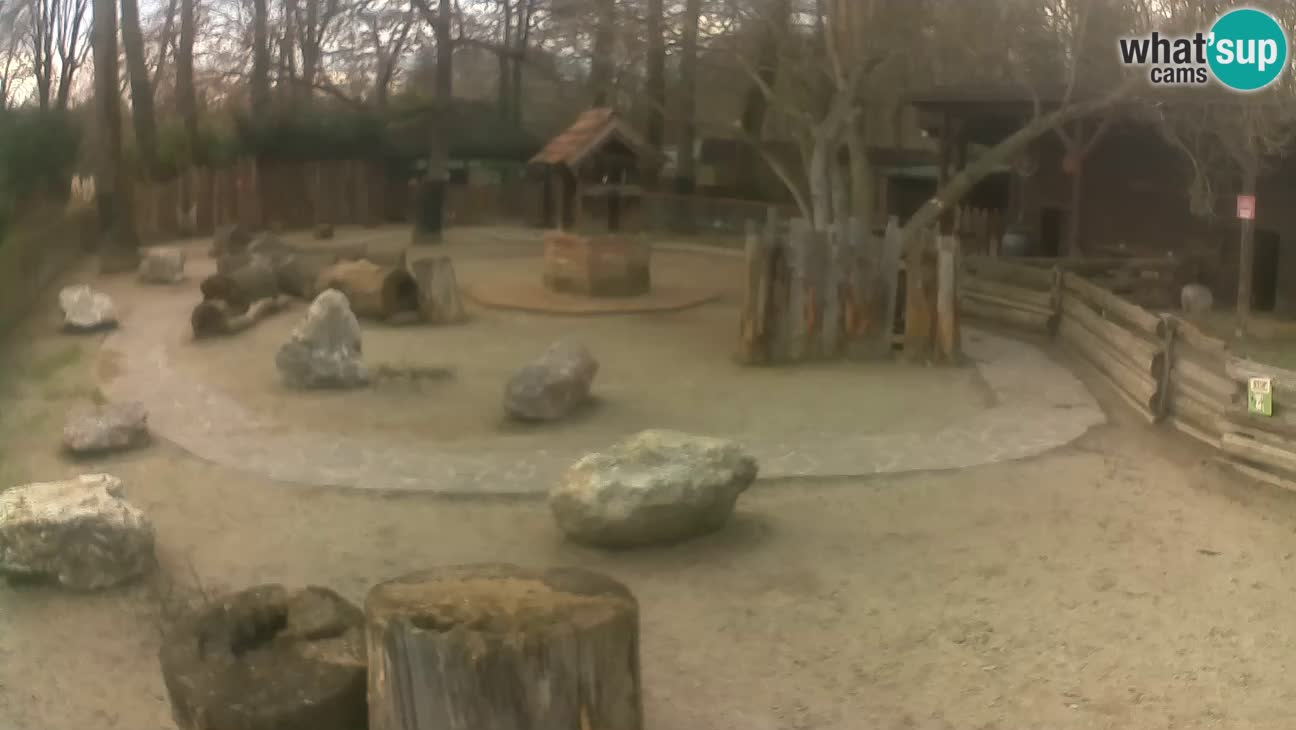 Zoo Zagreb – Cebus apella