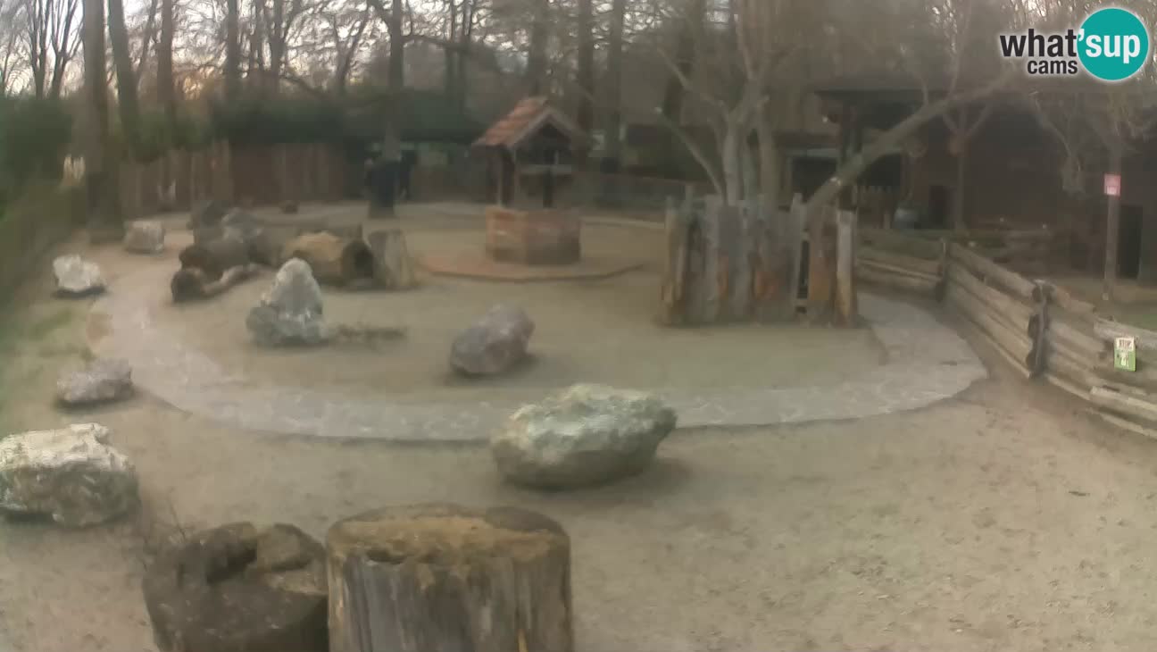 Zoo Zagreb – Haubenkapuziner