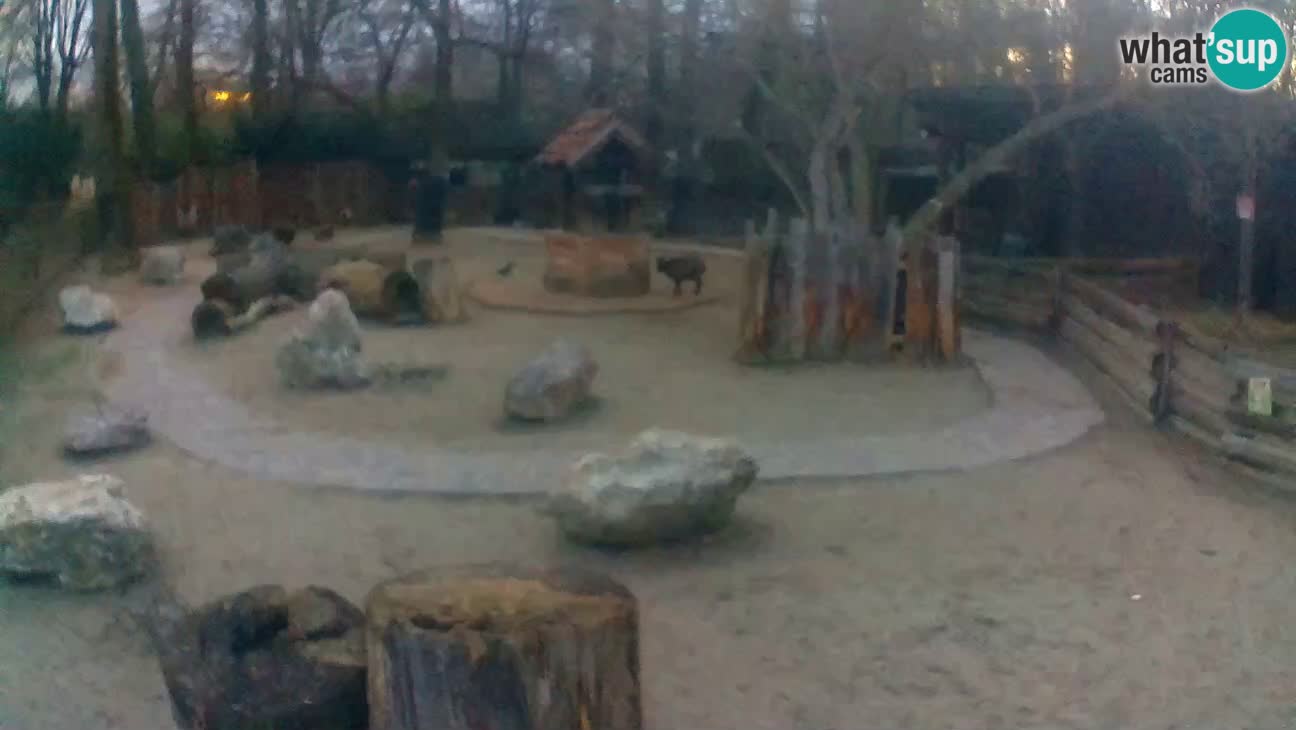 Zoo Zagreb –  Mono maicero