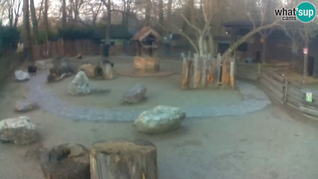 Zoo Zagreb – Cebus apella