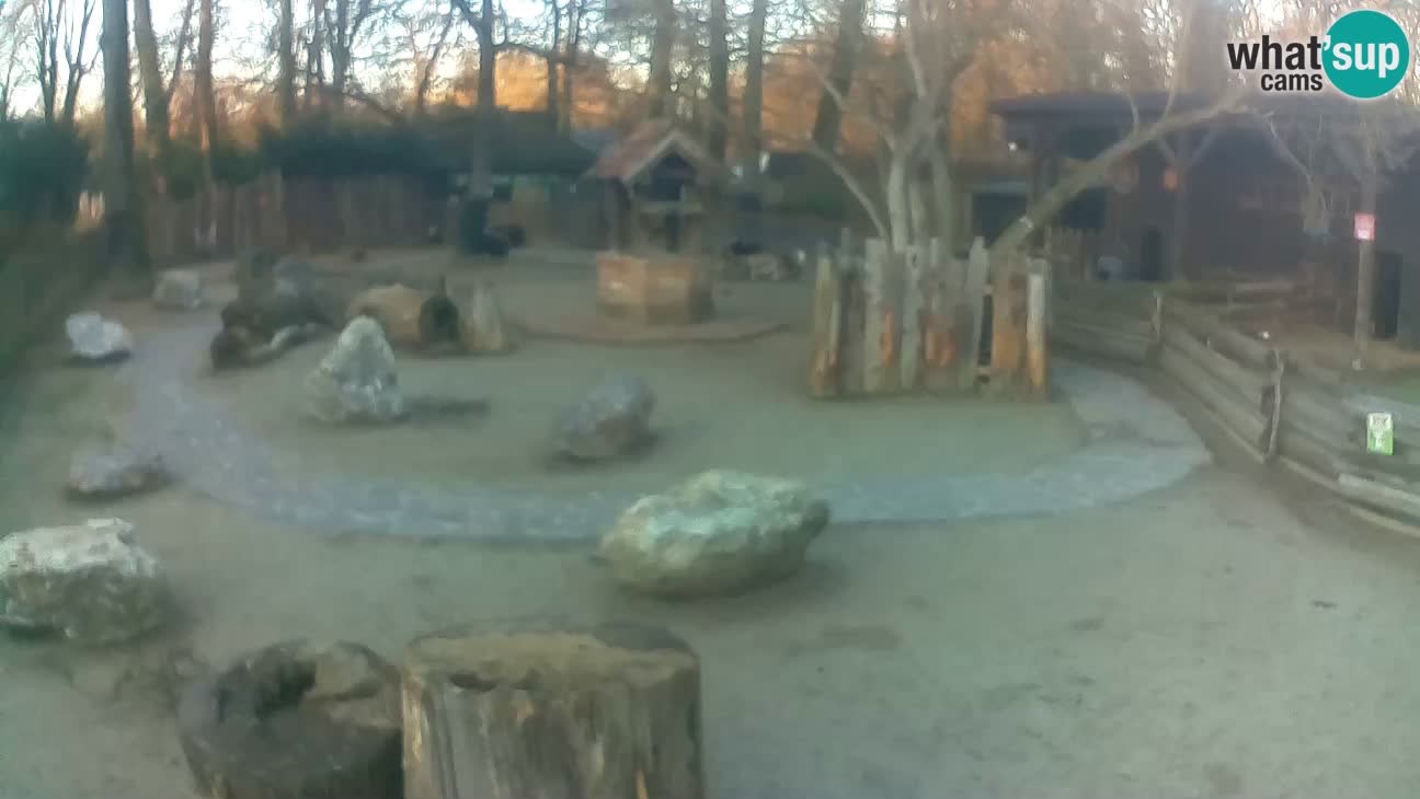 Zoo Zagreb – Cebus apella