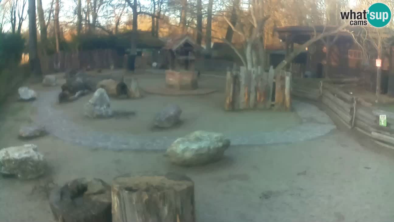 Zoo Zagreb – Cebus apella