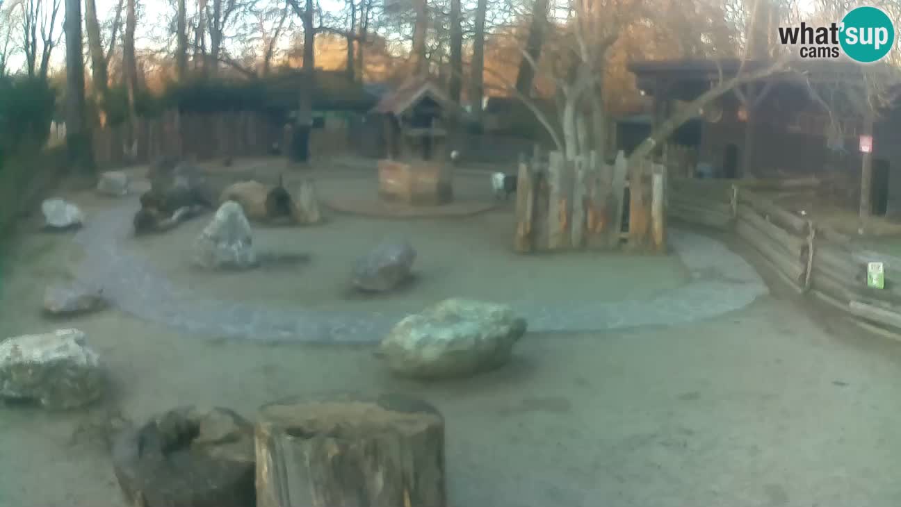 Zoo Zagreb – Cebus apella