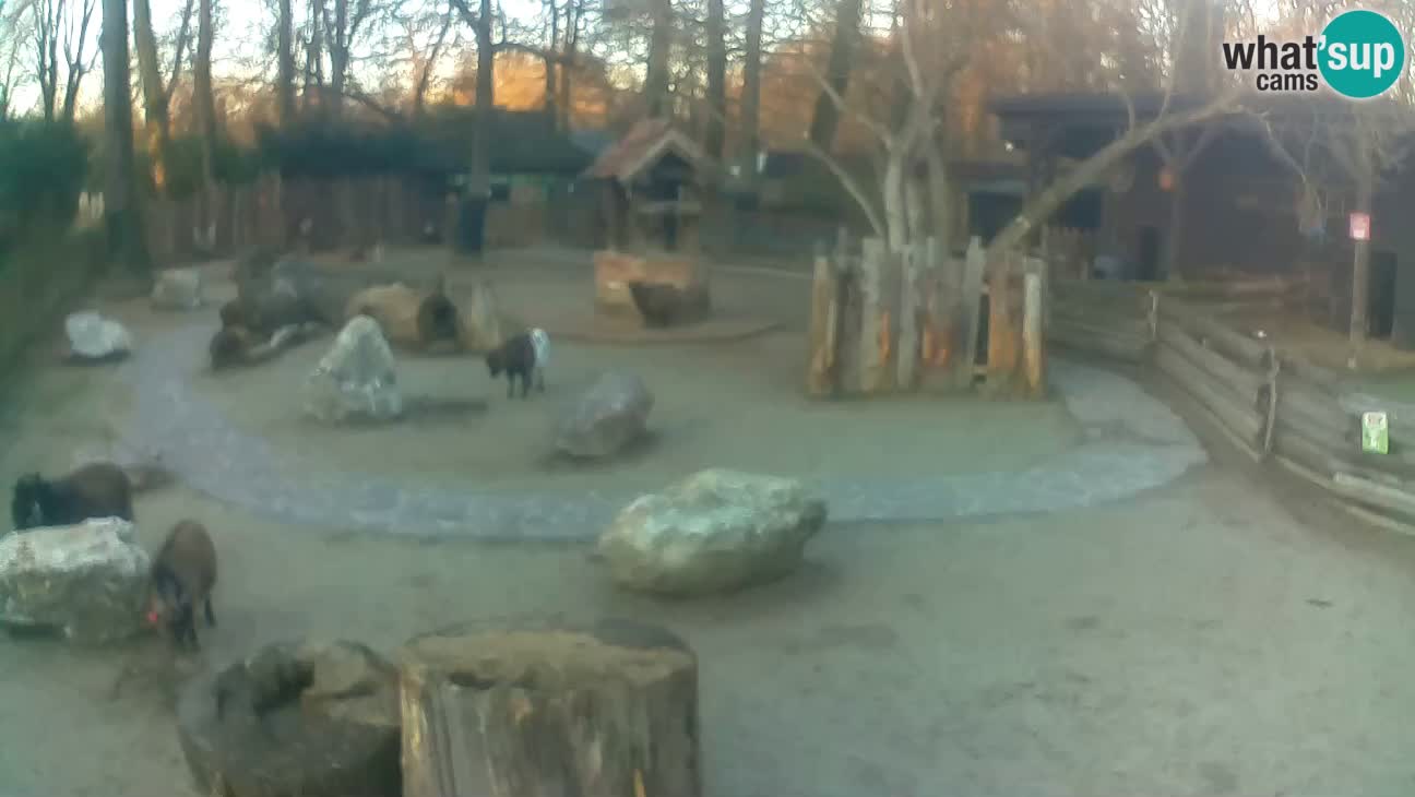 Zoo Zagreb – Cebus apella