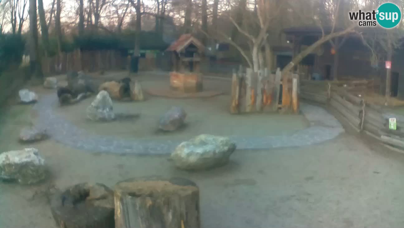 Zoo Zagreb – Cebus apella