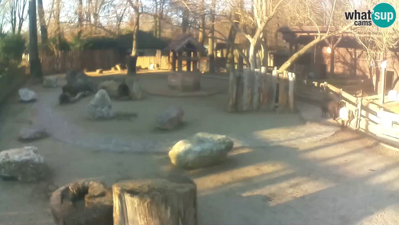 Zoo Zagreb –  Mono maicero