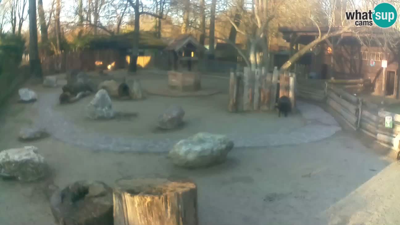 Zoo Zagreb – Rjava kapucinka