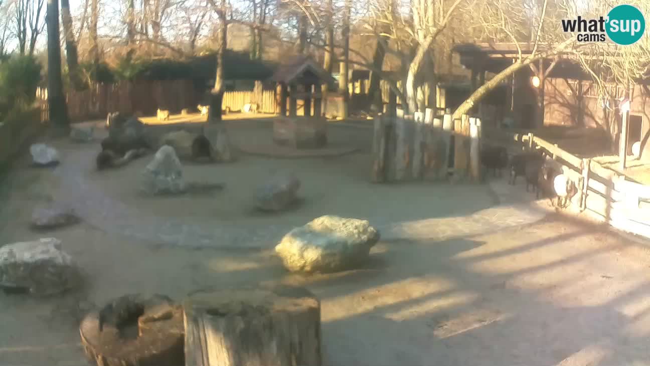 Zoo Zagreb –  Mono maicero