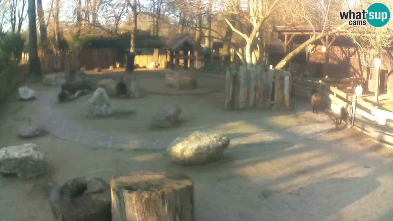 Zoo Zagreb – Cebus apella