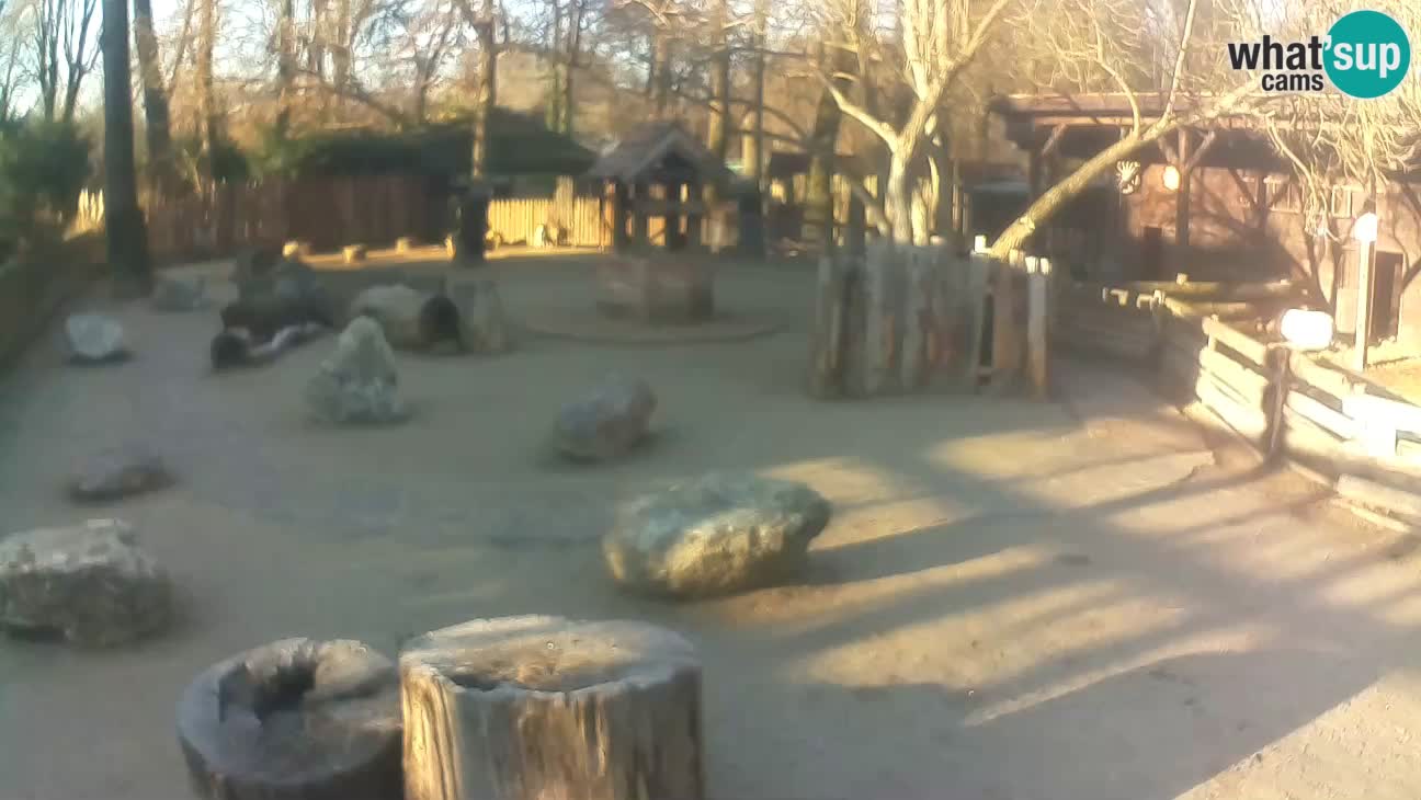 Zoo Zagreb – Haubenkapuziner