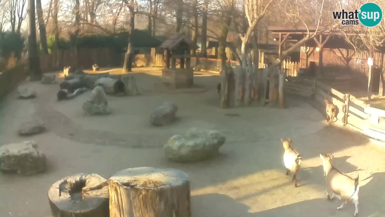 Zoo Zagreb – Cebo dai cornetti