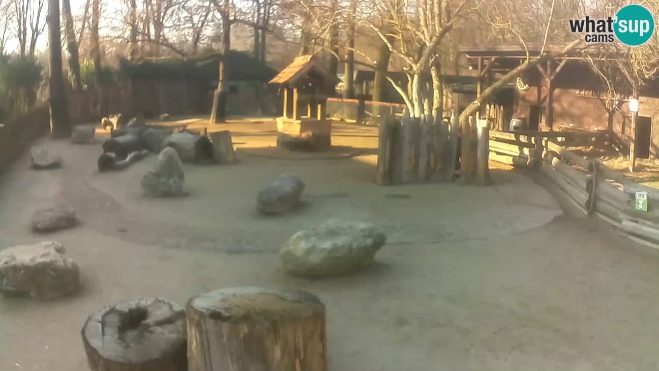 Zoo Zagreb – Cebo dai cornetti