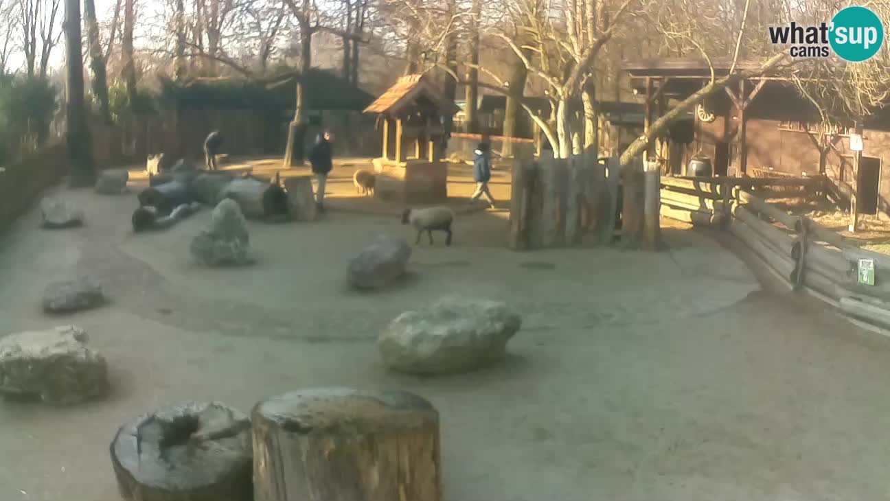 Zoo Zagreb – Haubenkapuziner