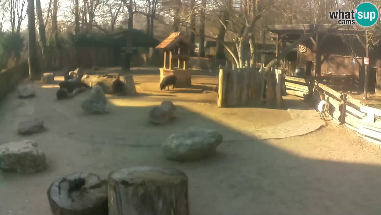 Zoo Zagreb –  Mono maicero