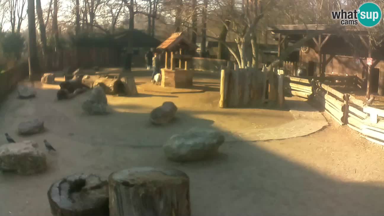 Zoo Zagreb – Cebus apella