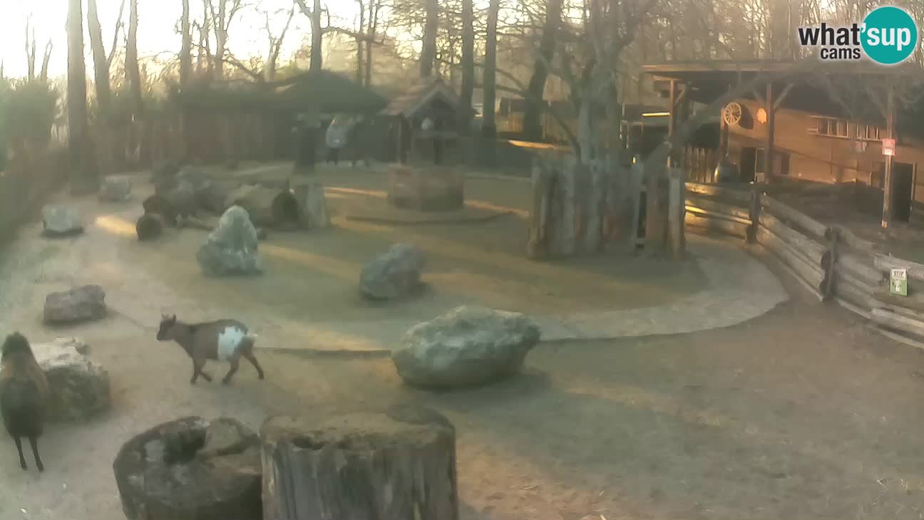 Zoo Zagreb – Haubenkapuziner