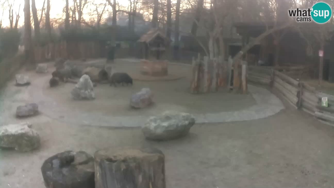 Zoo Zagreb – Rjava kapucinka