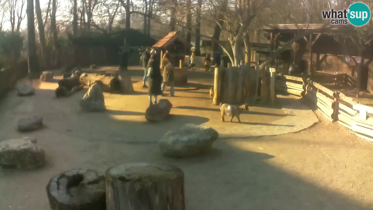 Zoo Zagreb – Rjava kapucinka