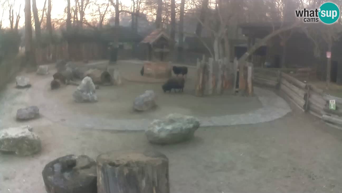 Zoo Zagreb – Haubenkapuziner