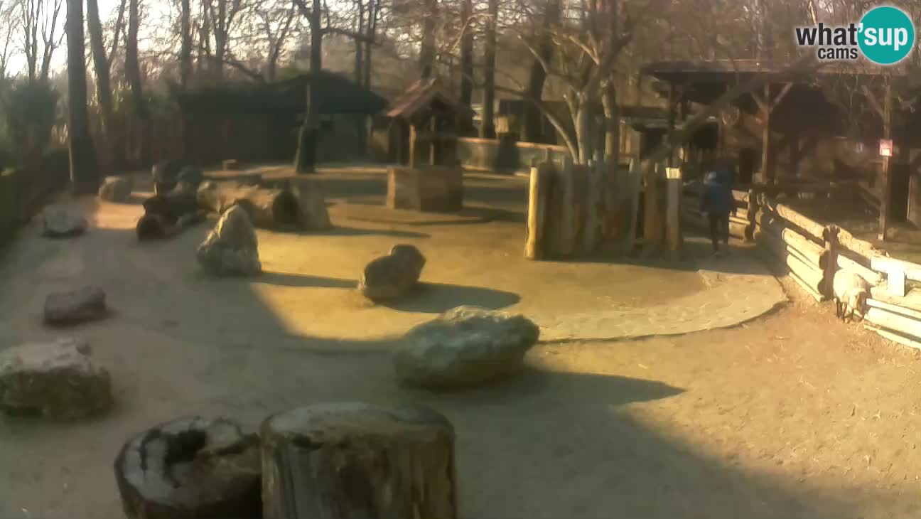 Zoo Zagreb – Cebus apella