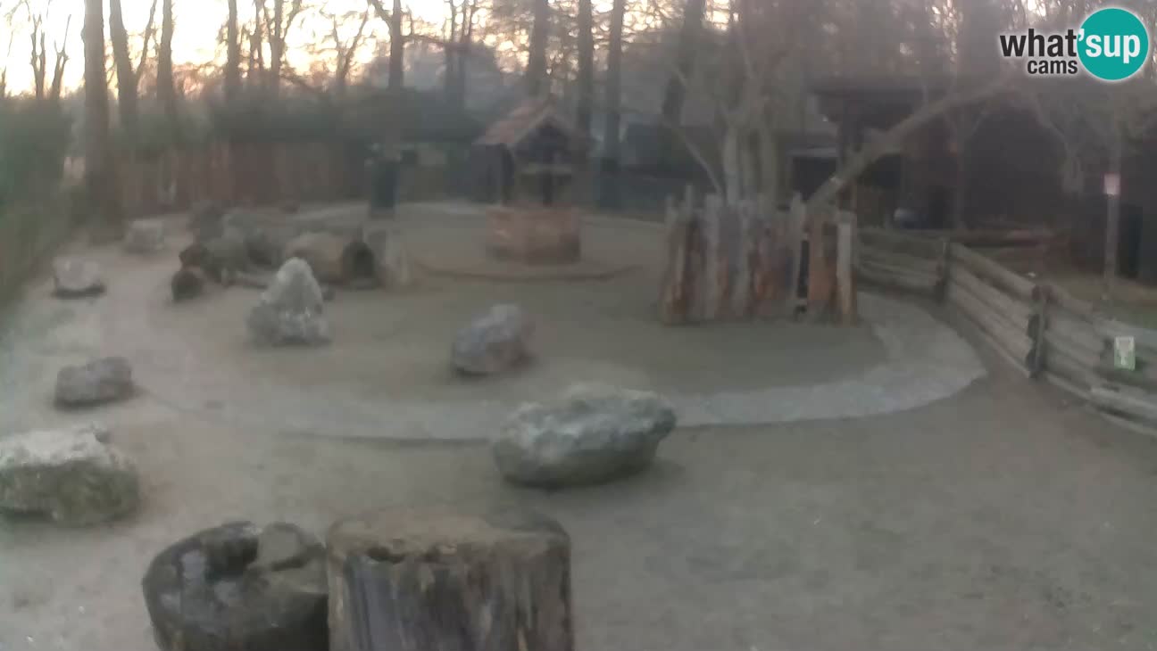 Zoo Zagreb – Haubenkapuziner