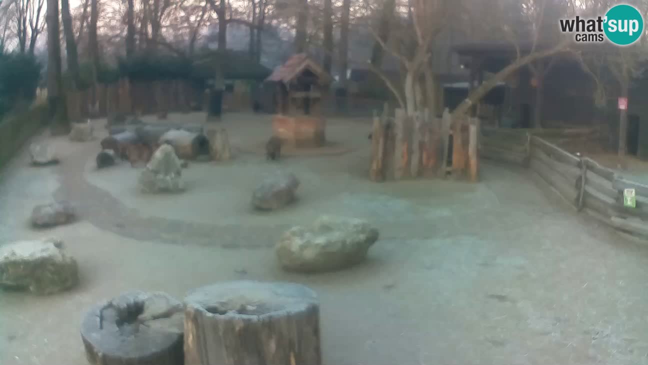 Zoo Zagreb – Haubenkapuziner