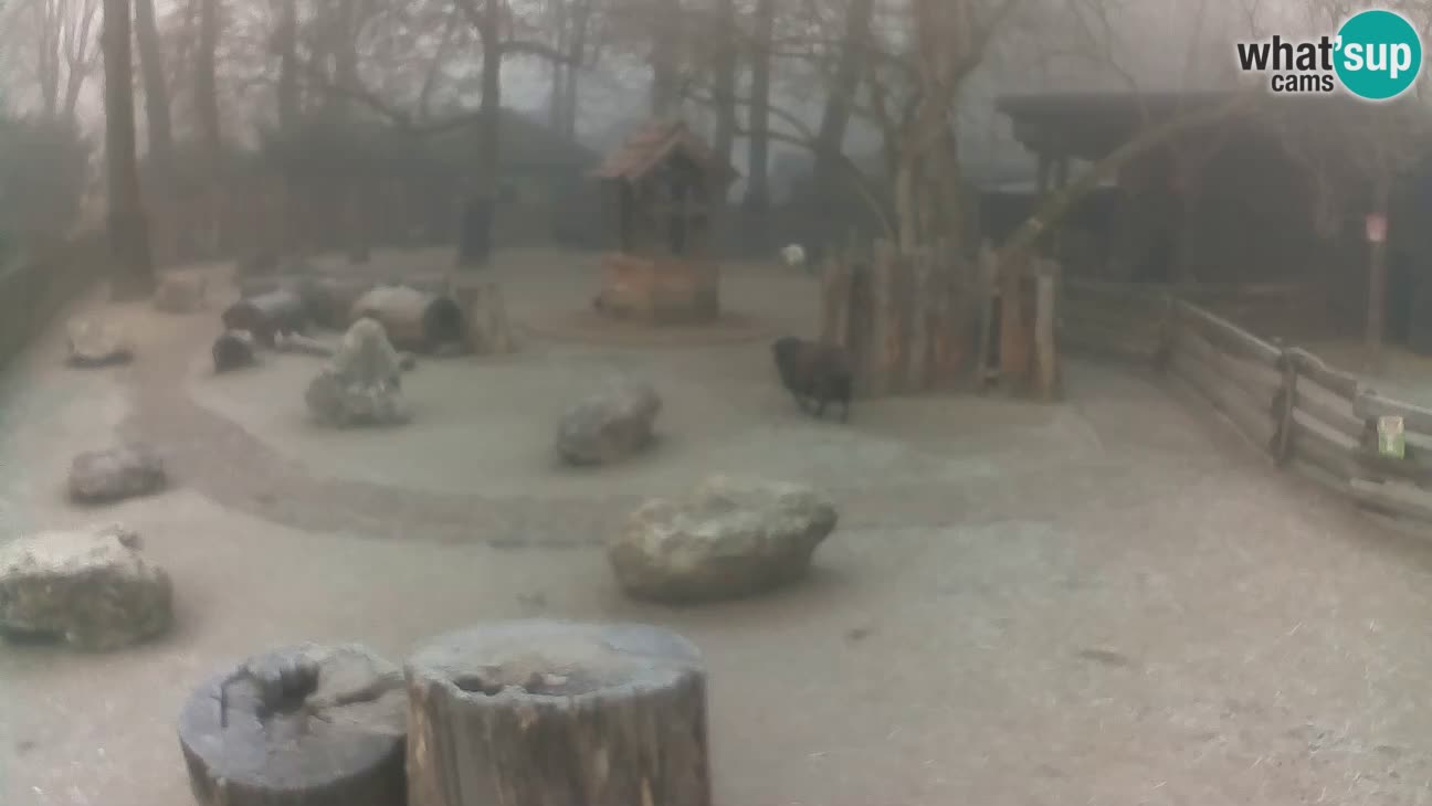 Zoo Zagreb –  Mono maicero