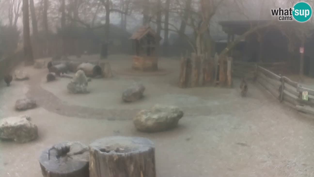 Zoo Zagreb –  Mono maicero