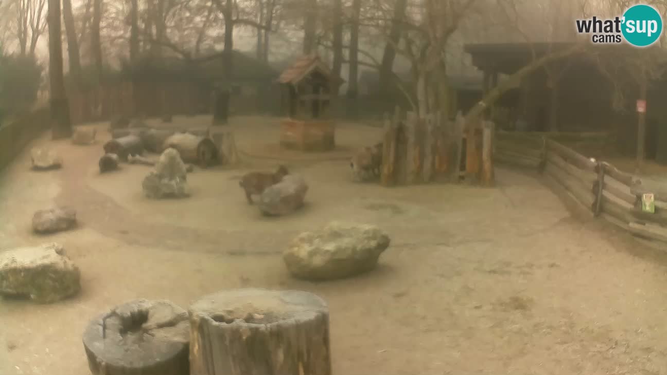 Zoo Zagreb – Rjava kapucinka