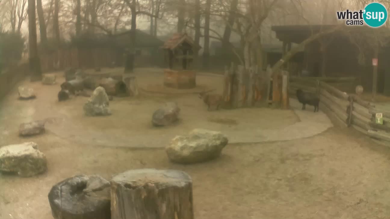 Zoo Zagreb – Cebus apella