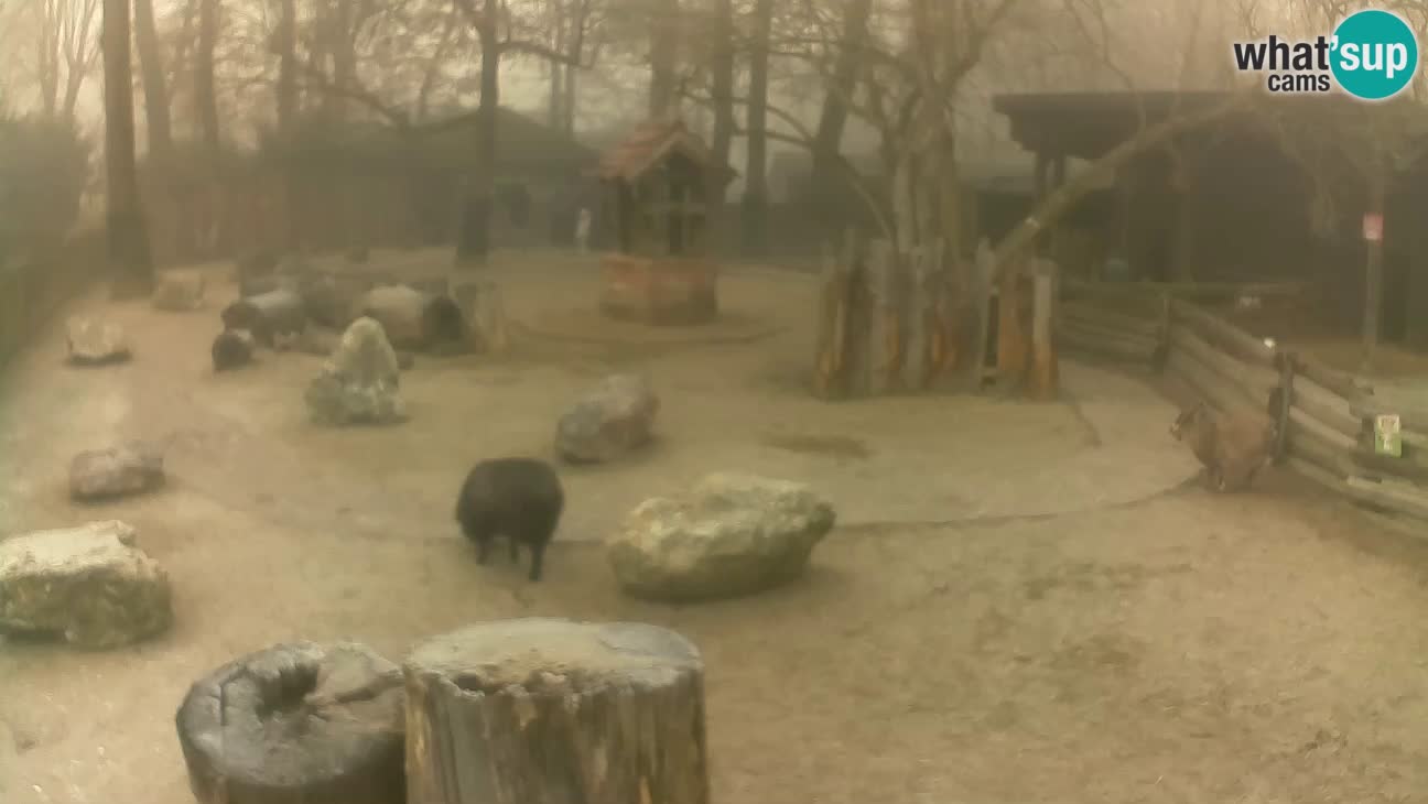 Zoo Zagreb – Cebo dai cornetti