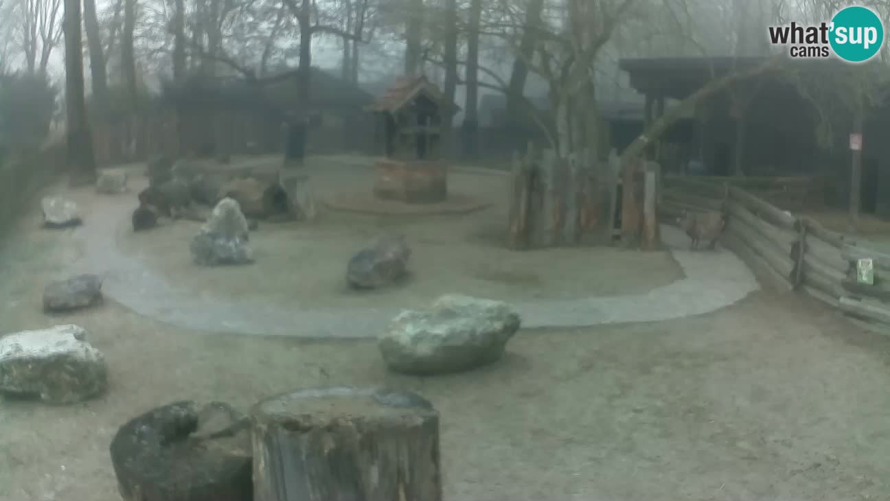 Zoo Zagreb – Cebo dai cornetti