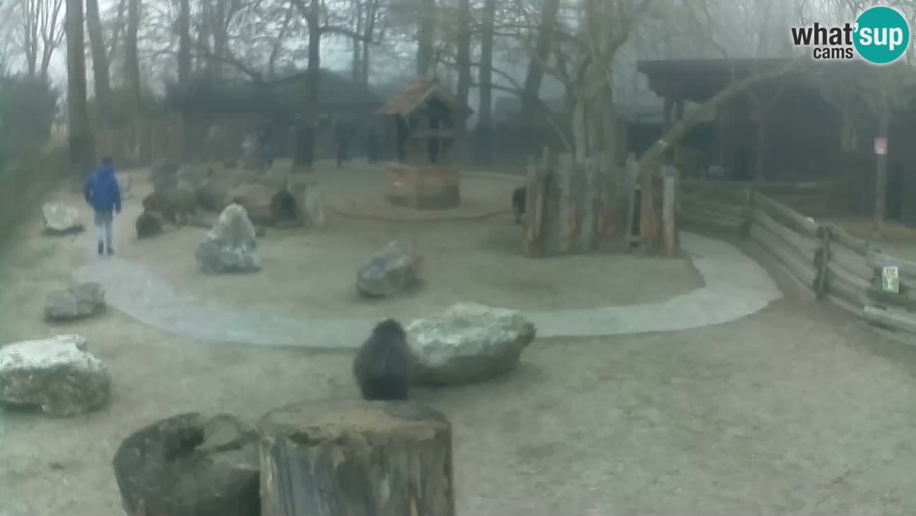 Zoo Zagreb – Cebus apella