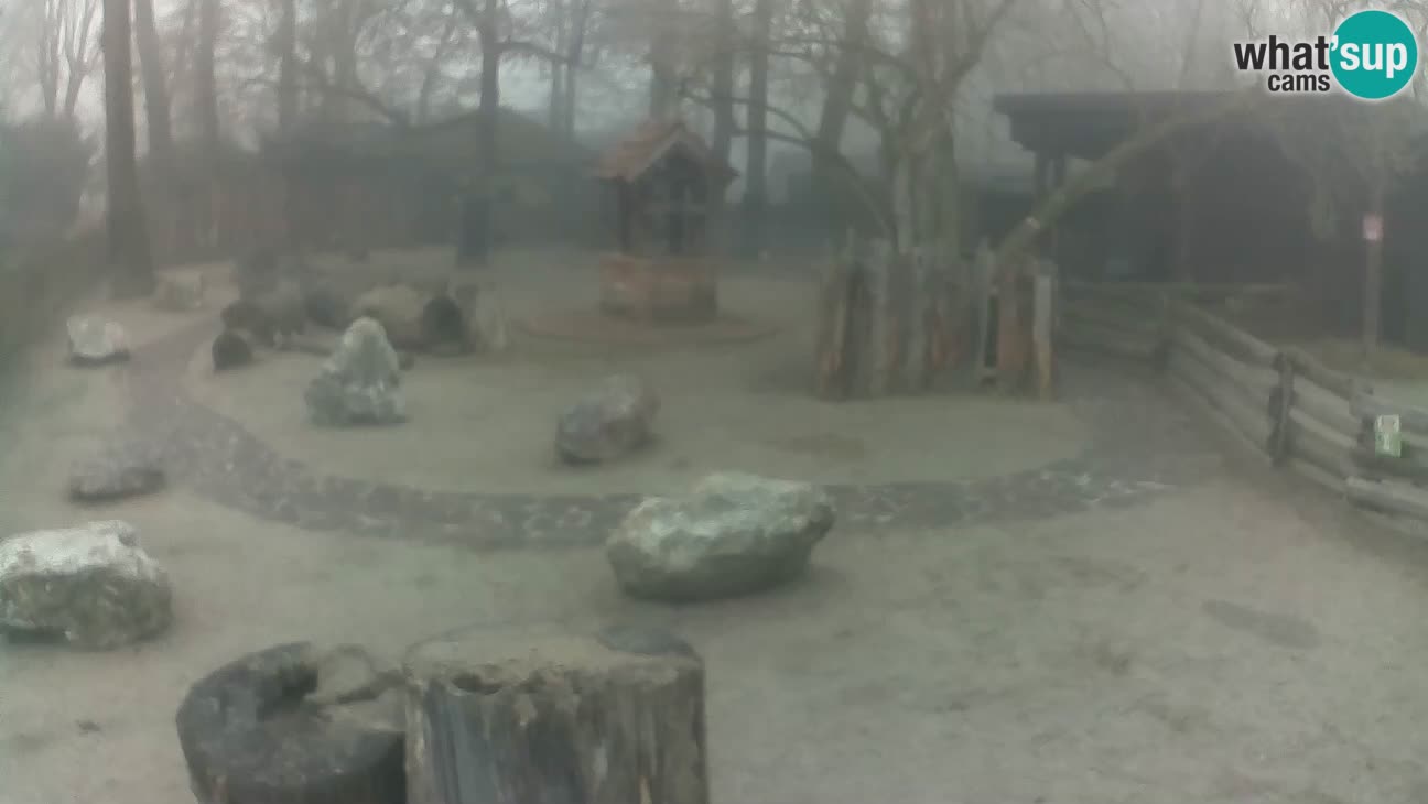 Zoo Zagreb – Cebus apella