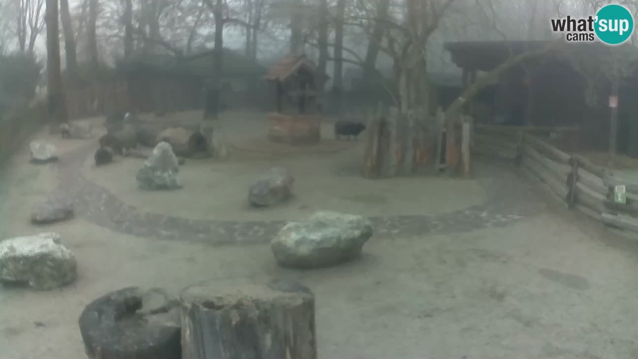 Zoo Zagreb – Cebus apella