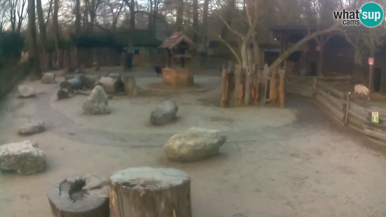 Zoo Zagreb – Haubenkapuziner