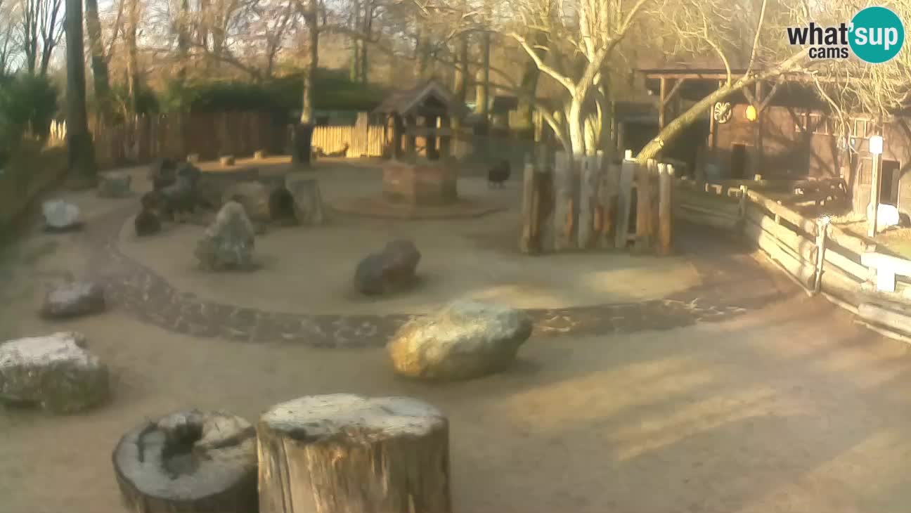 Zoo Zagreb – Rjava kapucinka