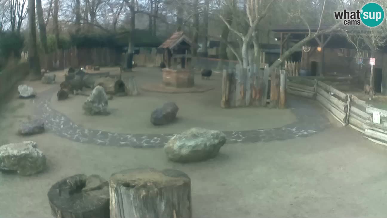 Zoo Zagreb – Rjava kapucinka