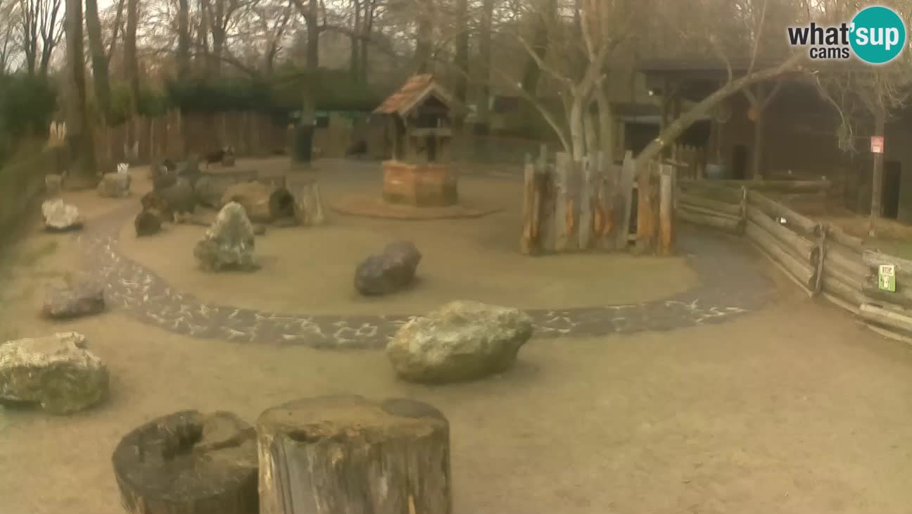 Zoo Zagreb – Cebus apella