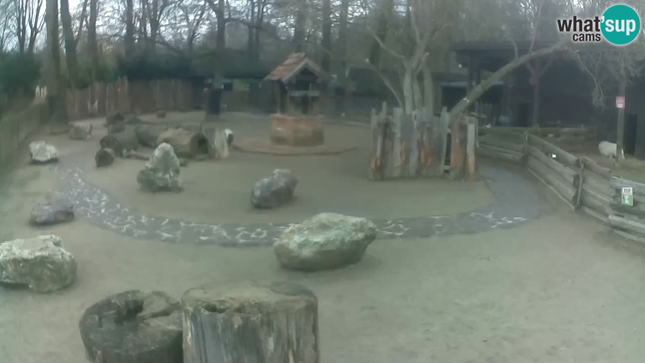 Zoo Zagreb – Cebus apella