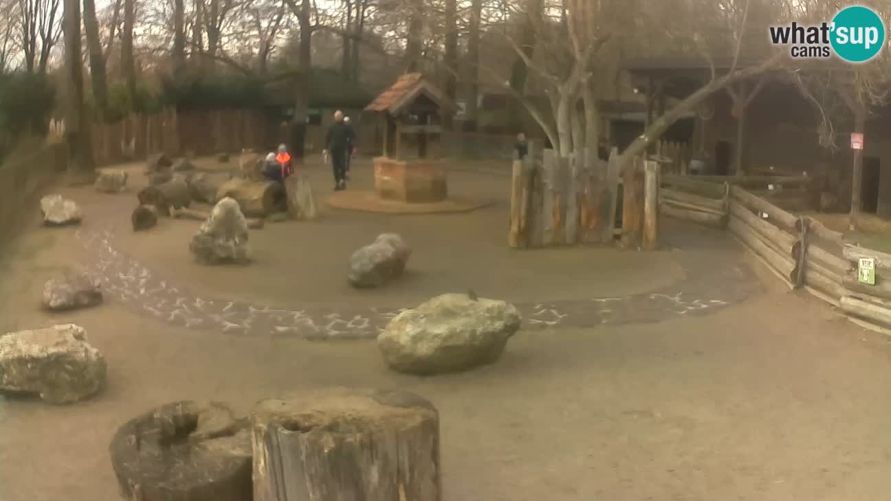 Zoo Zagreb – Cebus apella