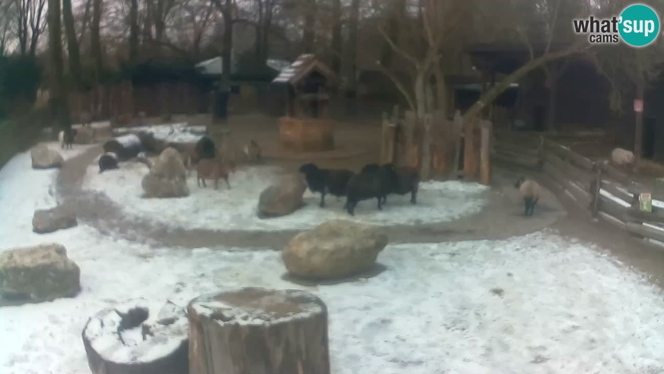 Zoo Zagreb – Brown Capuchin