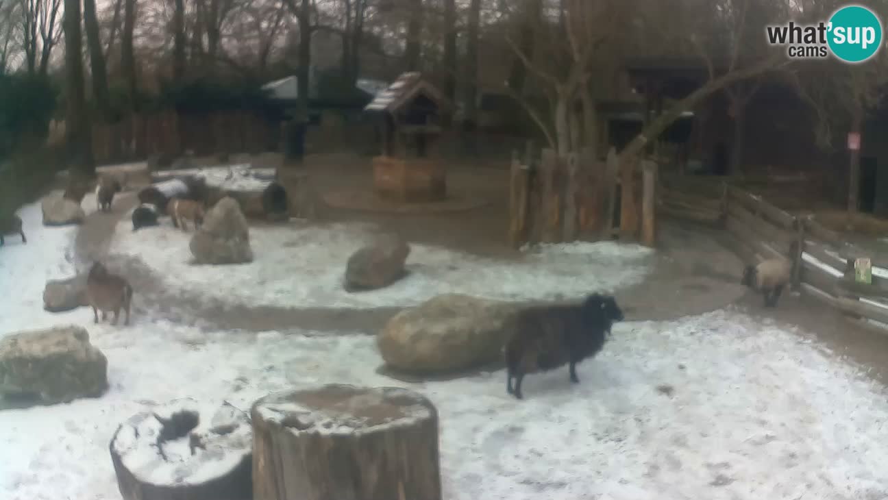 Zoo Zagreb – Brown Capuchin