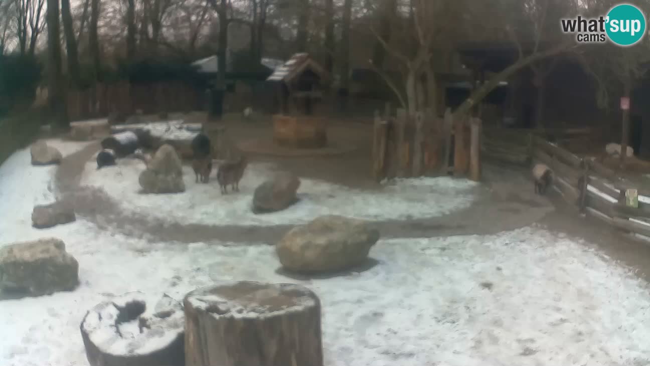 Zoo Zagreb – Cebus apella